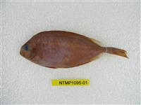藏品(褐籃子魚)的圖片